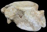 Plesiosaur (Zarafasaura) Cervical Vertebrae - Morocco #64394-2